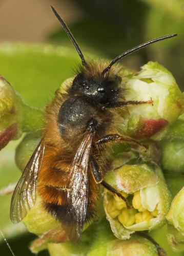 Réf. 7 540 : Osmia bicornis