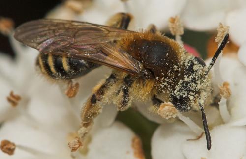 Andrena sp.
