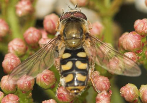 Eupeodes luniger