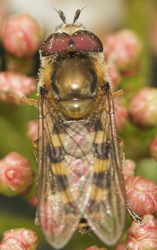 Eupeodes luniger