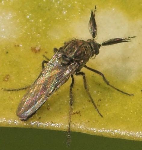Dasyhelea sp.