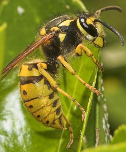 Vespula germanica
