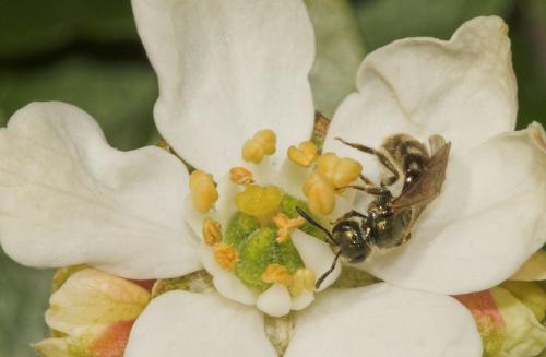 Lasioglossum sp.