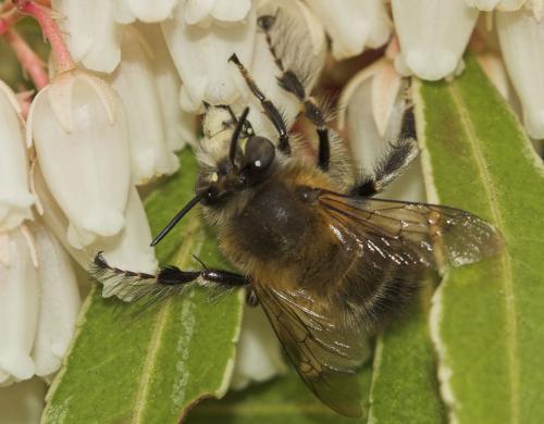 Anthophora plumipes
