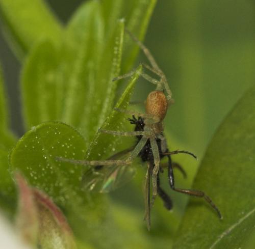 Philodromus sp.