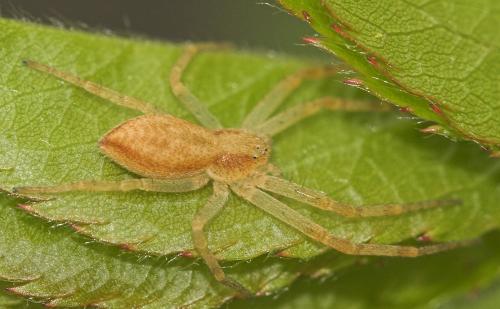 Philodromus sp.