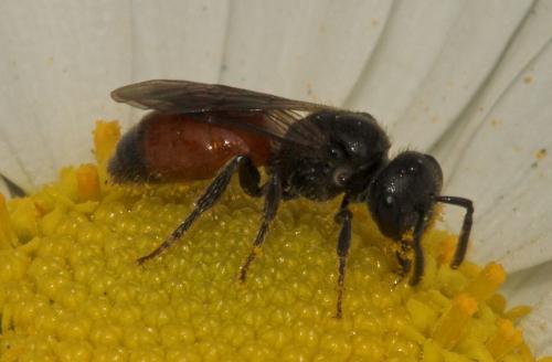 Sphecodes sp.
