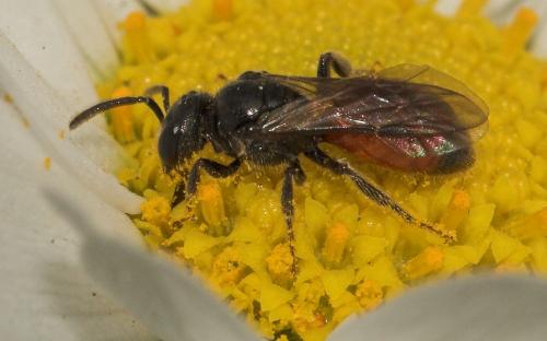 Sphecodes sp.