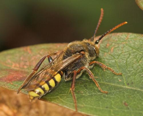 Réf. 7 955 : Nomada sp.