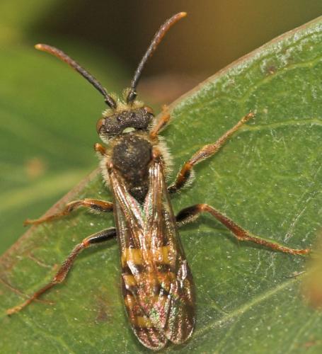 Nomada sp.