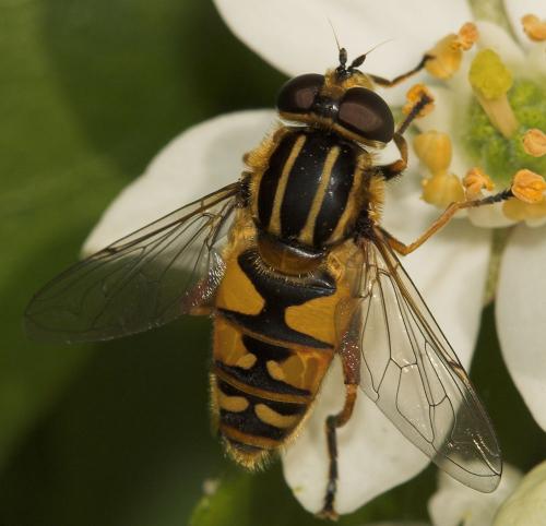 Réf. 7 986 : Helophilus pendulus