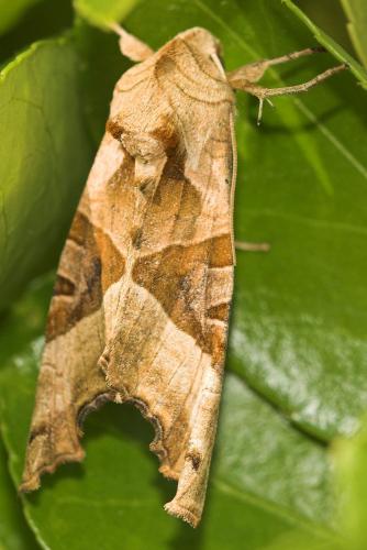 Réf. 7 987 : Phlogophora meticulosa