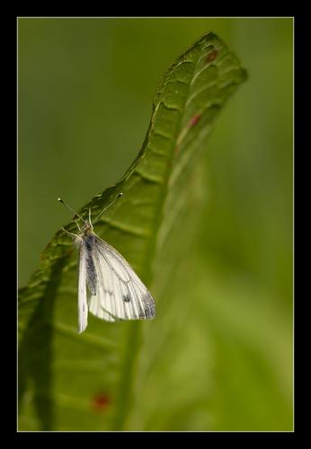 Pieris napi