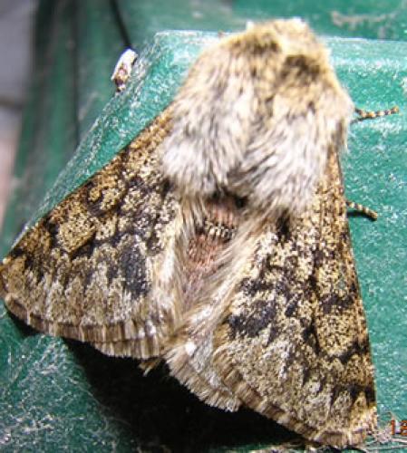 Réf. 7 233 : Apocheima hispidaria