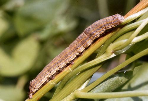 Aedia leucomelas