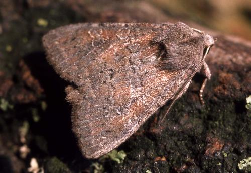 Parastichtis suspecta