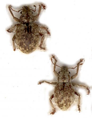 Réf. 7 059 : Strophosoma capitatum