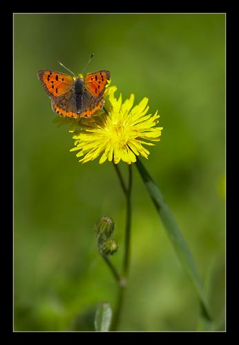 Lycaena phlaeas