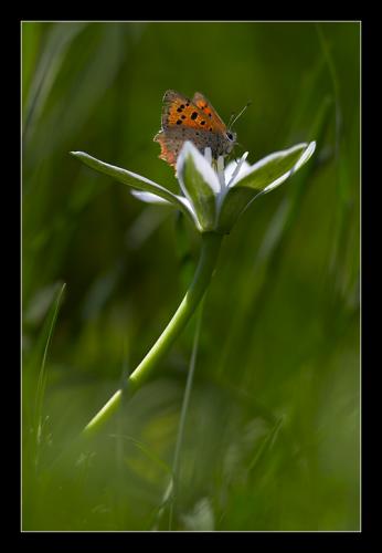 Lycaena phlaeas