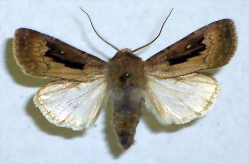 Agrotis exclamationis