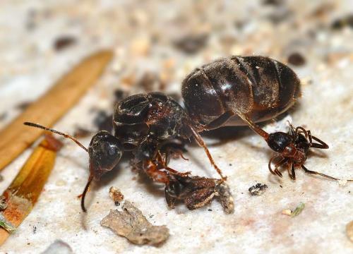 Lasius sp.