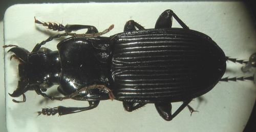 Abax carinatus