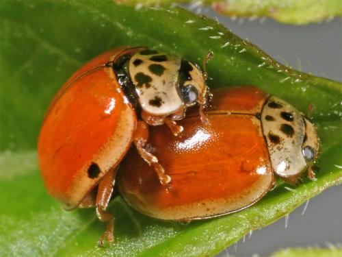 Réf. 7 836 : Adalia decempunctata