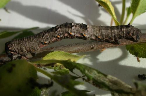 Nychiodes obscuraria