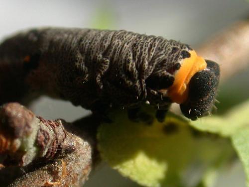 Nychiodes obscuraria