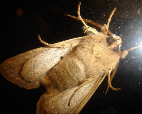 Orthosia sp.