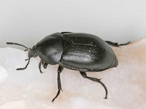 Ablattaria laevigata