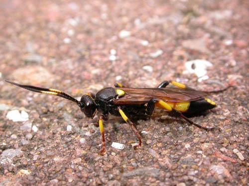 Réf. 7 833 : Ichneumon stramentor
