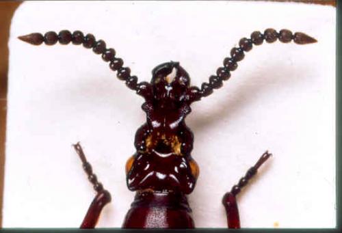 Amorphocephala coronata