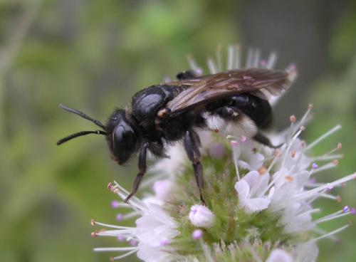 Andrena pilipes