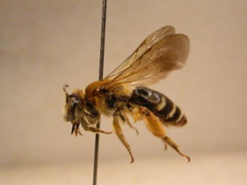 Andrena curvungula
