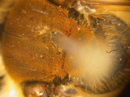 Andrena curvungula