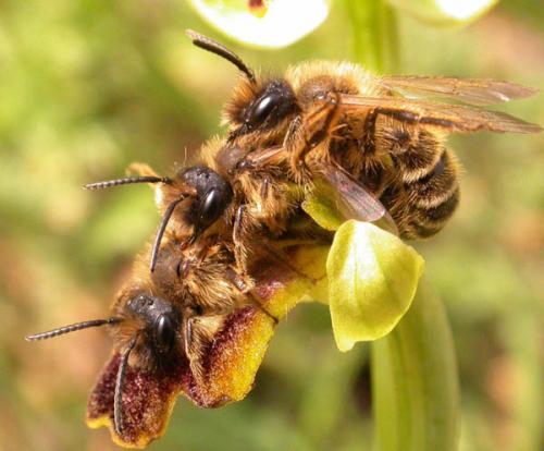 Andrena flavipes