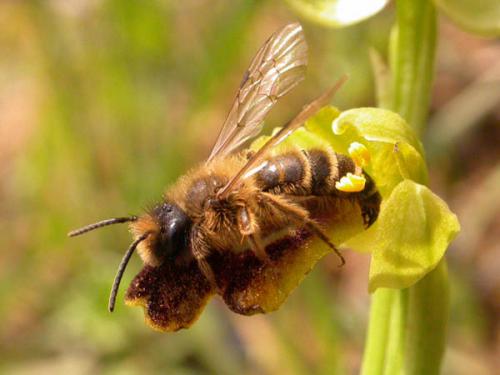Andrena flavipes
