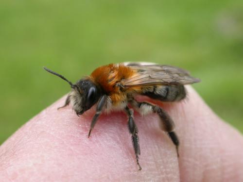 Andrena nitida
