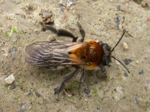 Andrena nitida