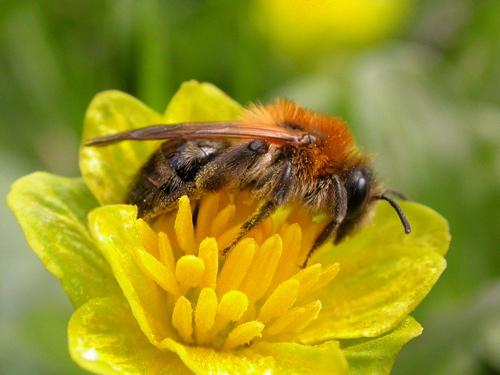 Andrena nitida