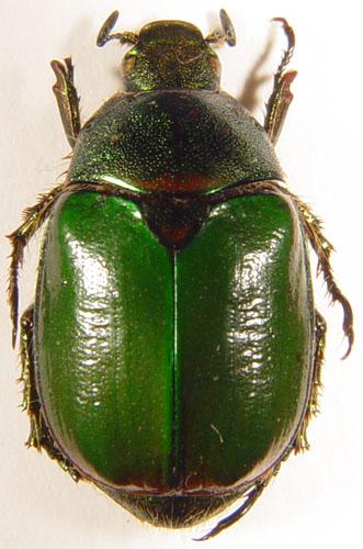 Anomala opalina