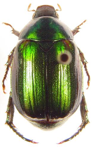 Anomala affinis