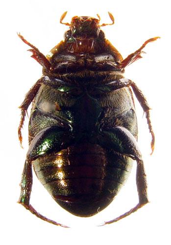 Réf. 7 092 : Anomala affinis