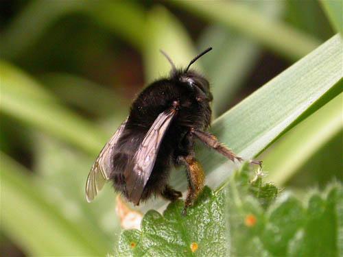 Anthophora plumipes