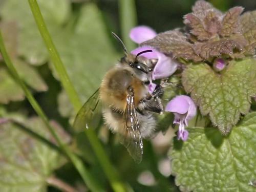 Anthophora plumipes