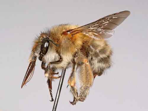 Anthophora plumipes