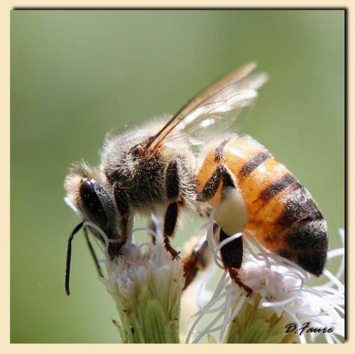Réf. 7 074 : Apis mellifera