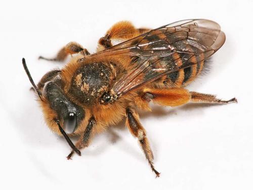 Andrena flavipes