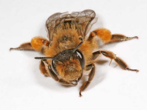 Andrena flavipes